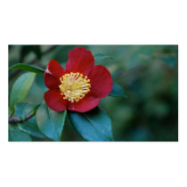 Red Flower Business Card business cards