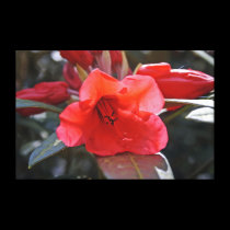 Red Flower canvas prints
