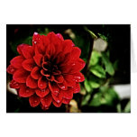 Red Flower Greeting Card