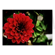 Red Flower cards