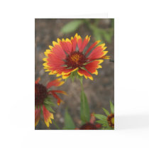 Red Flower cards