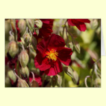 Red Flower cards