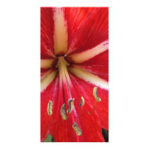 Red Flower Closeup photo cards
