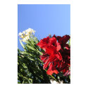 Red Flower Davis PA130761 posters by JLaPlante Red Flower Davis PA130761 posters