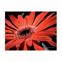 Red Flower (Fresco) t-shirts
