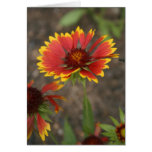 Red Flower Greeting Card