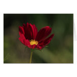 Red Flower Greeting Cards