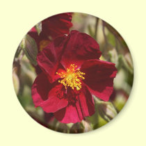 Red Flower magnets
