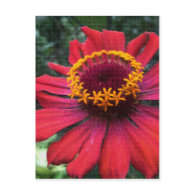 Red Flower Mosaic postcard