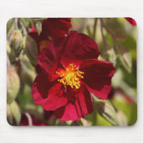 Red Flower mousepads