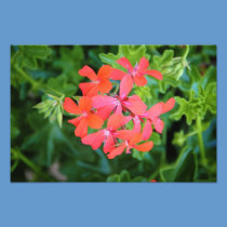 Red flower photography