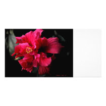 Red Flower photo cards