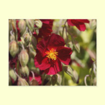 Red Flower postcards