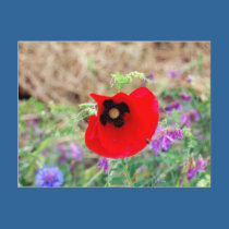 Red Flower Postcard postcards