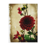 Red Flower Postcards