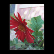 Red Flower Postcard(s)