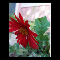 Red Flower Postcard(s) postcards