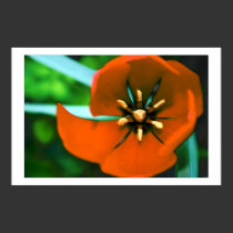 red flower posters