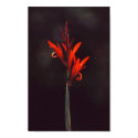 Red flower posters