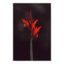 Red flower posters