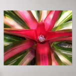 Red Flower Poster