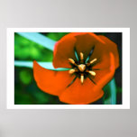 red flower print