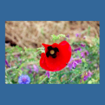 Red Flower posters