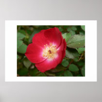 Red flower. posters
