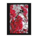Red Flower Poster - Light Grey Backdrop Post Card