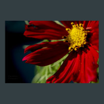 Red Flower Print