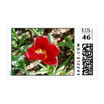 red flower stamp stamps