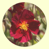 Red Flower stickers