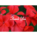 red flower thanks card