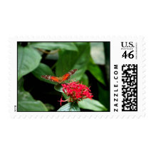 Red flower with butterfly stamps