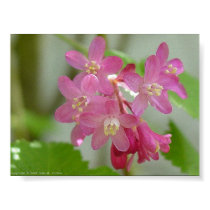 Red Flowering Current posters by johnforbes Red Flowering Current posters