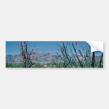 Red Flowering Ocotillo flowers Bumper Sticker