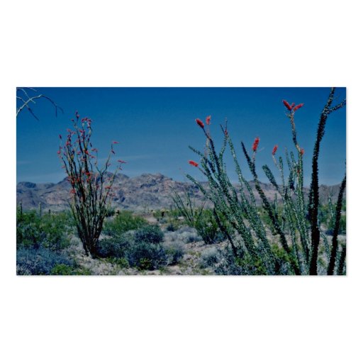 Red Flowering Ocotillo flowers Business Card Template (back side)