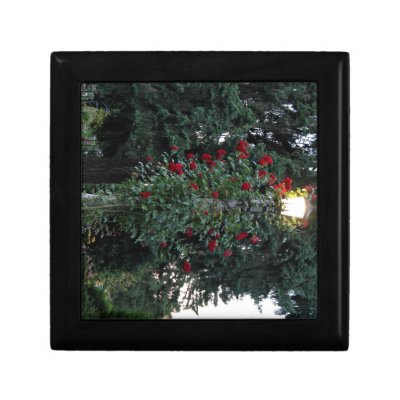 Buy flowering plants gifts - Red flowering plant in the park Gift Box