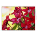 Red Flowers cards by northshorefire Red Flowers cards