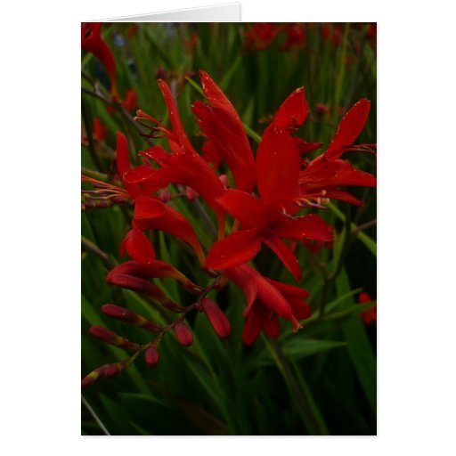 Red Flowers | Card