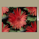 Red Flowers cards