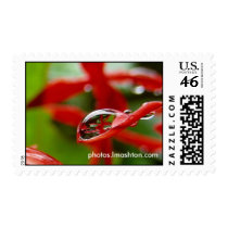 Red Flowers in a Raindrop postage