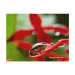 Red Flowers in a Raindrop postcards