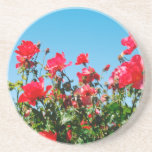 Red Flowers in Field coasters