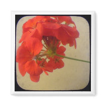 Red Flowers magnets by kinymccarrick Red Flowers magnets