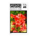 Red flowers postage by Anca_pui Red flowers postage
