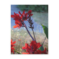 Red Flowers postcards by nevapb Red Flowers postcards
