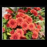 Red Flowers postcard postcards