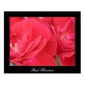 Red Flowers posters by mayize Red Flowers posters
