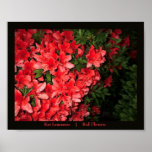 Red Flowers Poster